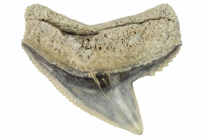 Fossil Tiger Shark (Galeocerdo) Tooth - Aurora, NC #179004